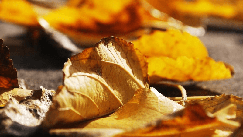 Doctor - professional stock photography