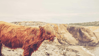 Fruits - professional stock photography