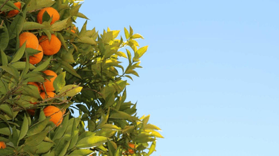 Fruits - professional stock photography