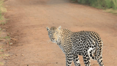 Nature Walk - professional stock photography