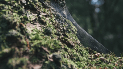 Smoothie - professional stock photography